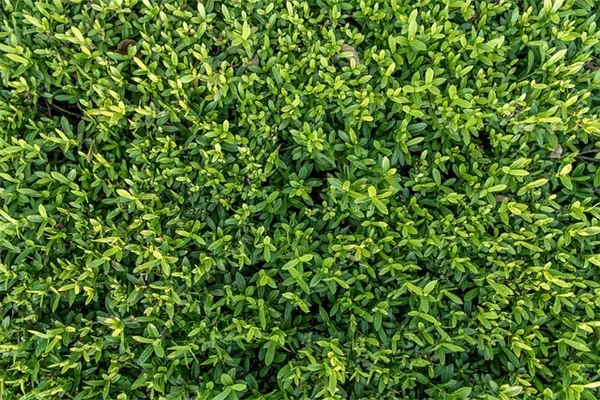 蘭の育て方でよくある7つの失敗とその解決法