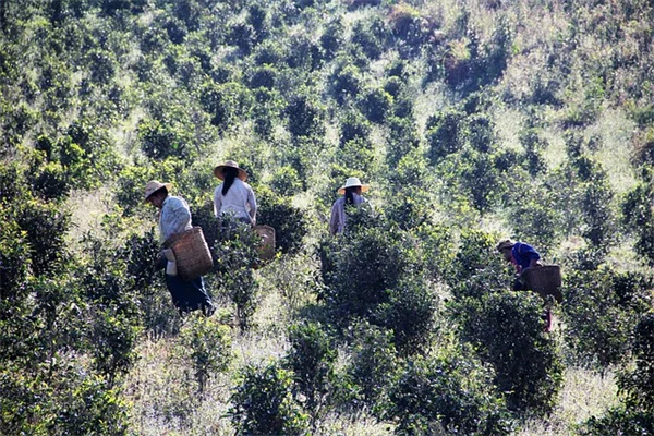 私が秋に植えた冬咲き低木8選。冬の庭を華やかにするコツ