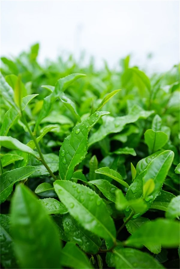 観葉植物を枯らす習慣を変える！銅線を刺すだけで元気になるって本当？