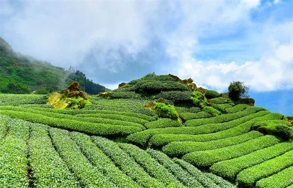 鹿害に強い花粉媒介植物10選！シカと共存する庭づくり完全ガイド