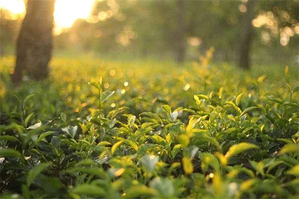 鹿害に強い花粉媒介植物10選！シカと共存する庭づくり完全ガイド