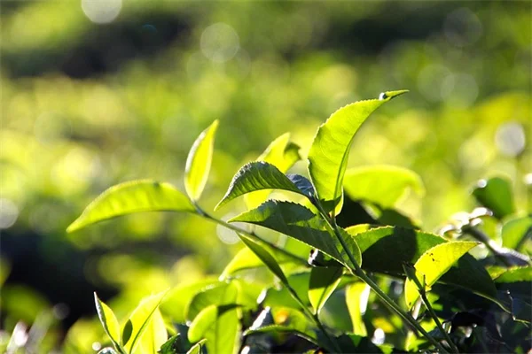 日陰でも香る！成長が早いつる植物7選