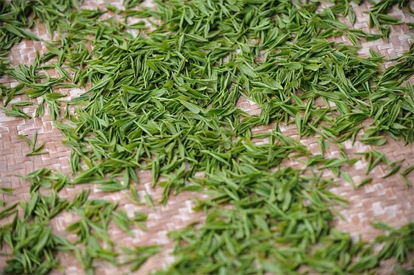 植物の水やり自動化ならウォーターウィック！初心者でもできる簡単DIY方法
