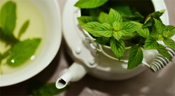 苦葉植物の育て方と使い方｜私が教える実践ガイド